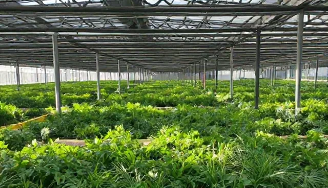 视频剪辑性能影响分析及优化处理方向